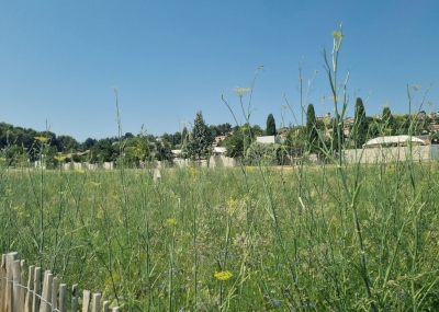 Pelouses et prairies